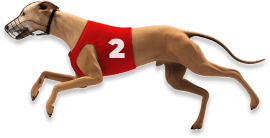 Greyhound